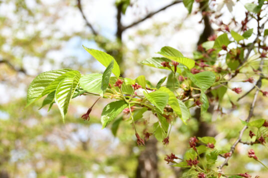 今日の五稜郭の桜 【葉桜】（5/2更新）🌸