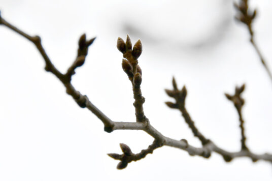 今日の五稜郭の桜 【つぼみ】（2/26更新）🌸